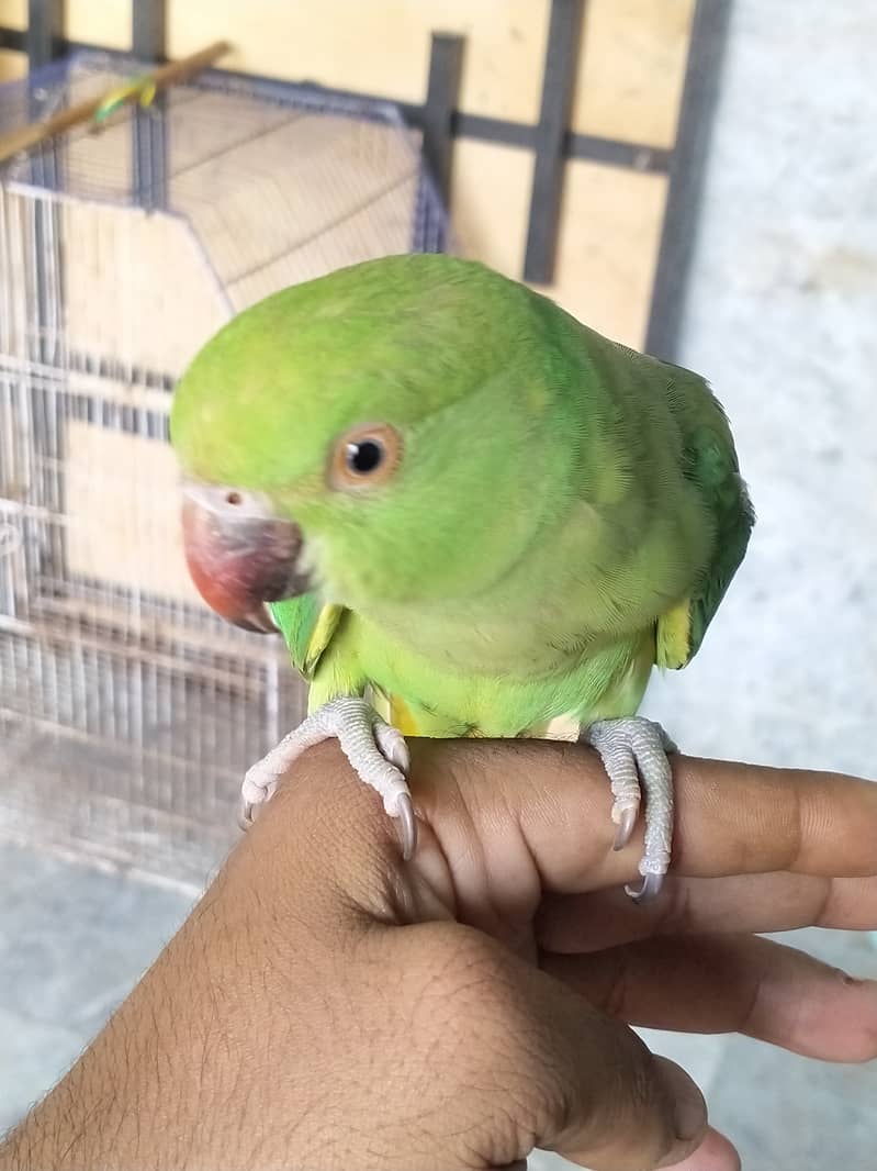 Selling Pair of 02 Green Parrot Best for Breading 3