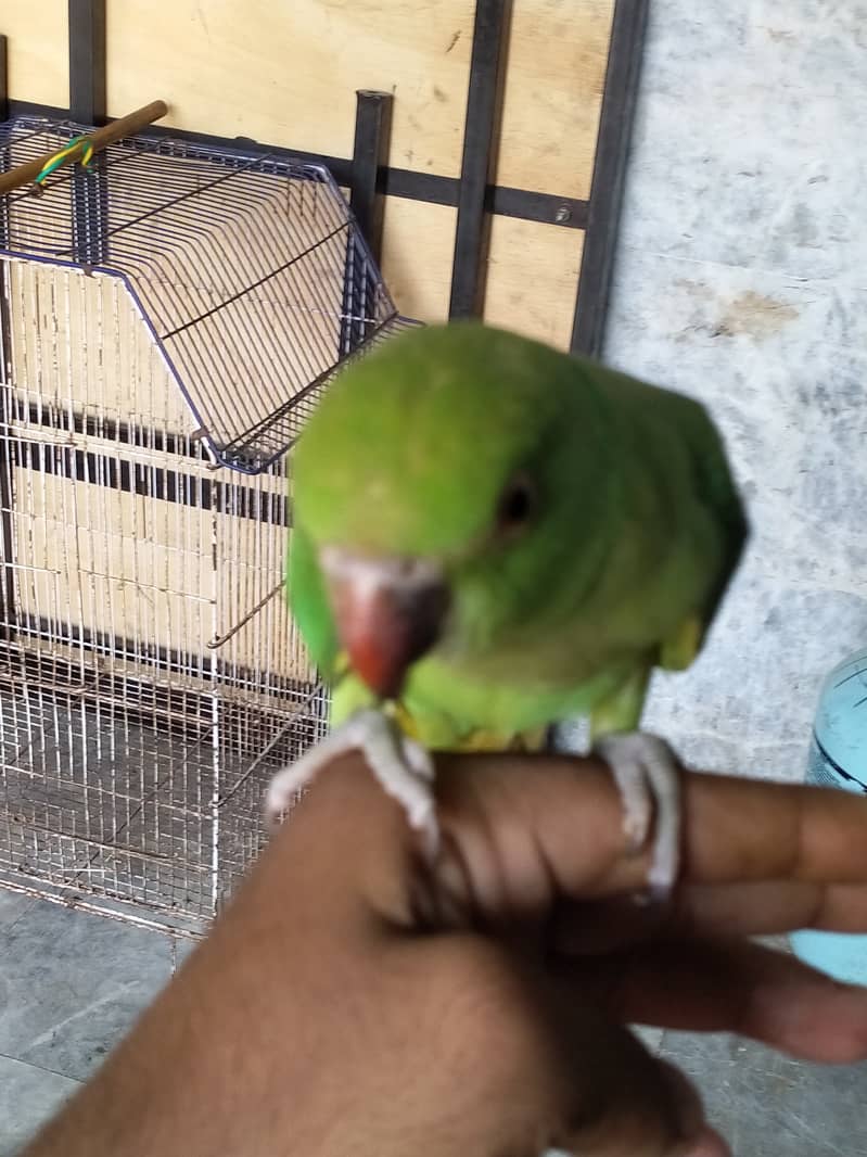 Selling Pair of 02 Green Parrot Best for Breading 4