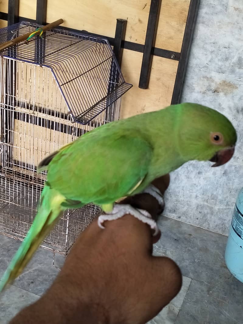 Selling Pair of 02 Green Parrot Best for Breading 5