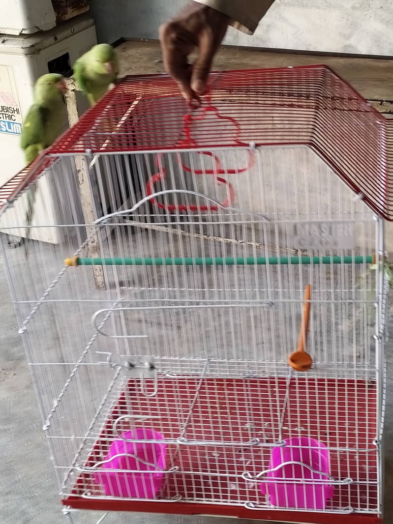 Selling Pair of 02 Green Parrot Best for Breading 6