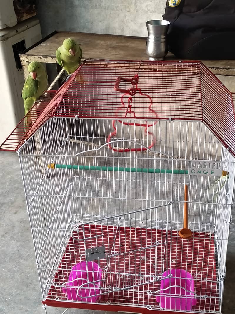 Selling Pair of 02 Green Parrot Best for Breading 7