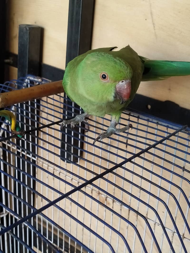 Selling Pair of 02 Green Parrot Best for Breading 8