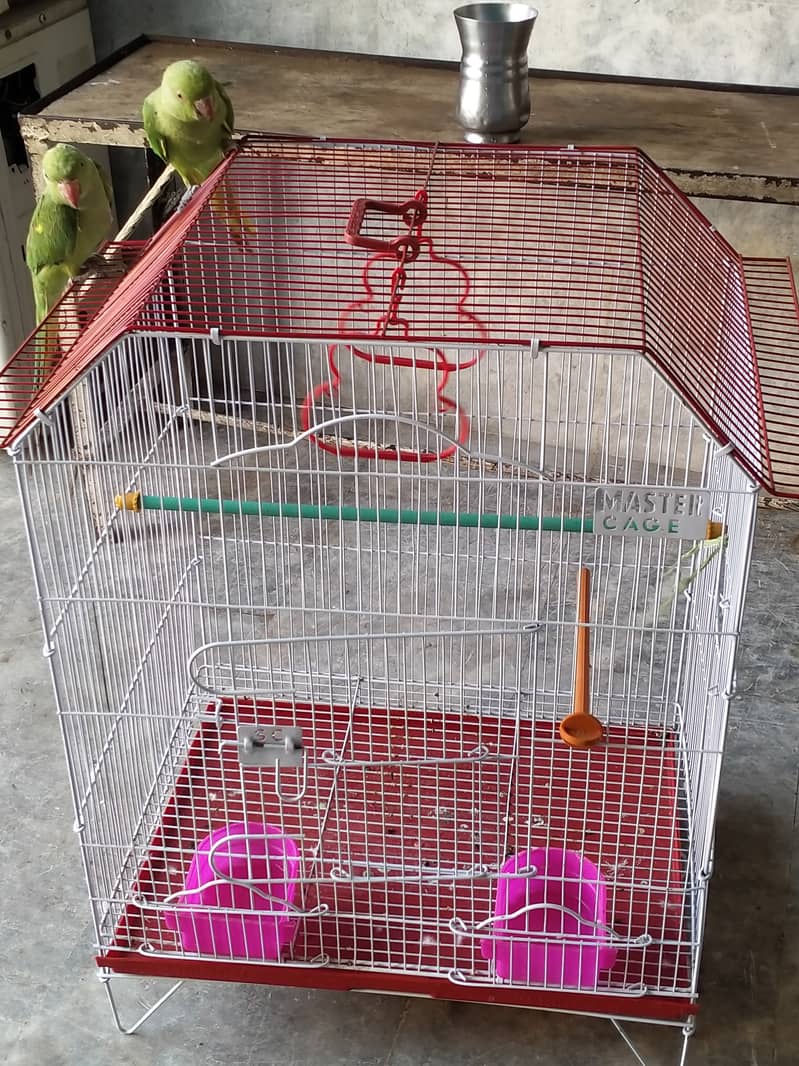 Selling Pair of 02 Green Parrot Best for Breading 9