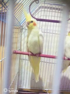 cockatiel common white for sale