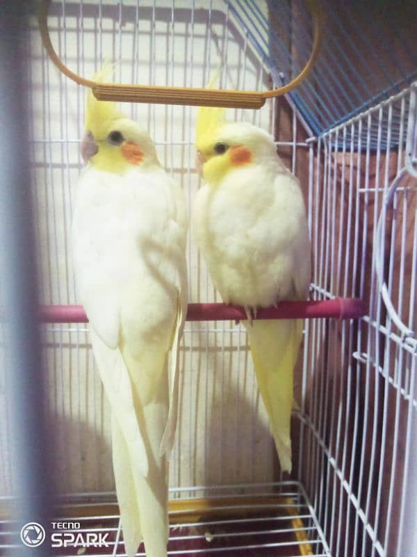 cockatiel common white for sale 1