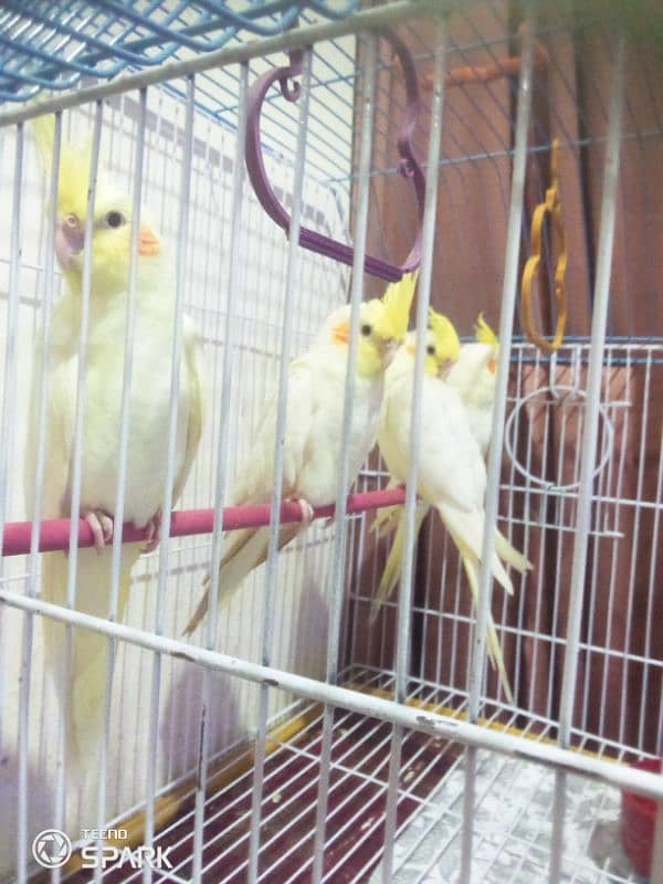 cockatiel common white for sale 2