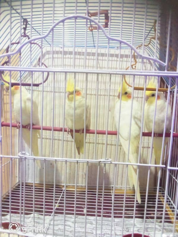 cockatiel common white for sale 3