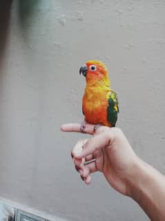 Hand tame sun conure