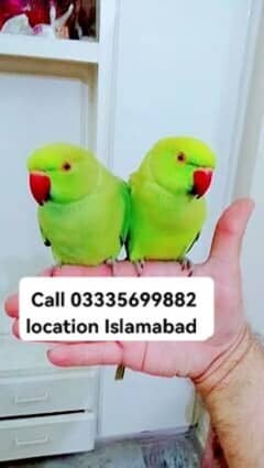 Single 5500 Hand Tamed Friendly Green Ring Neck Parrot's Male/Female