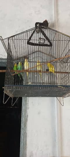 Six Australian parrots available for sale