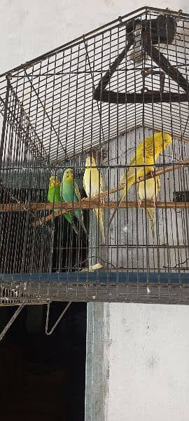 Six Australian parrots available for sale 1