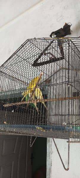 Six Australian parrots available for sale 2