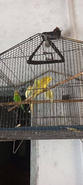 Six Australian parrots available for sale 3