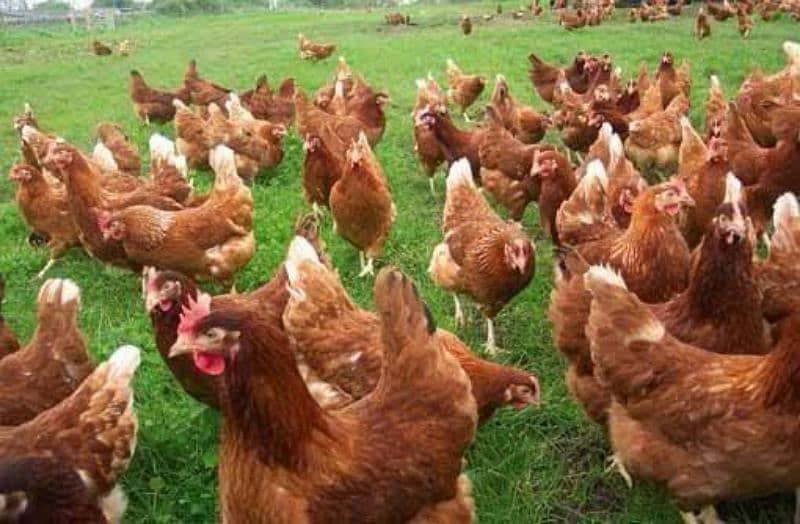 Lohman Brown hens Murghi Fresh Eggs Laying available _320eggs per year 0