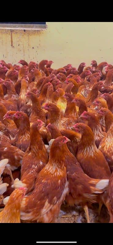 Lohman Brown hens Murghi Fresh Eggs Laying available _320eggs per year 1