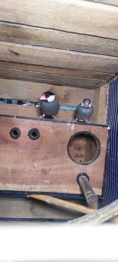 Love birds pair or Grey java with cage for sale Exchange possible