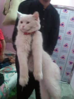 cat available  White female Persian cat