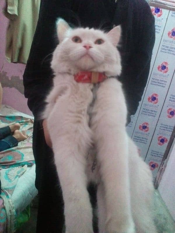 cat available  White female Persian cat 1