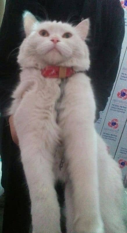 cat available  White female Persian cat 2