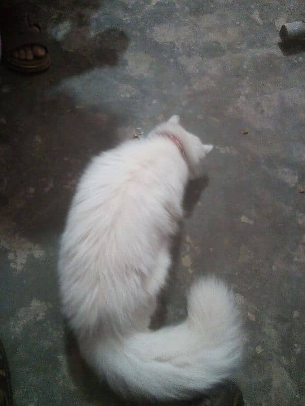 cat available  White female Persian cat 3