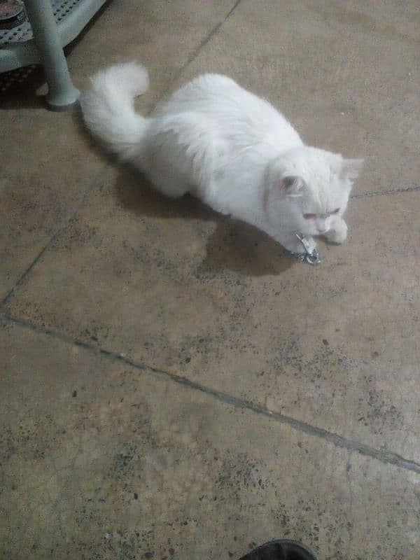 cat available  White female Persian cat 4