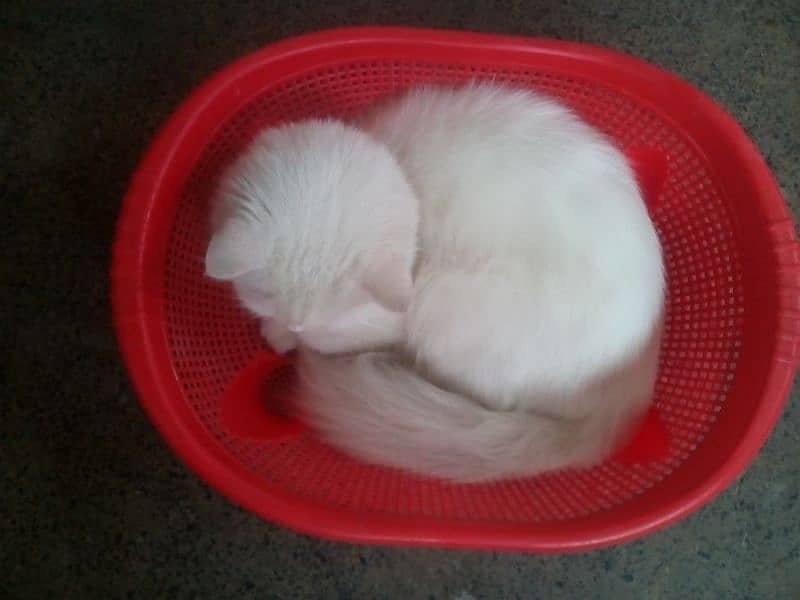 cat available  White female Persian cat 5