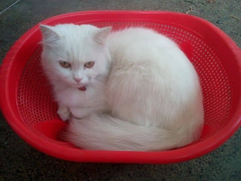 cat available  White female Persian cat 6