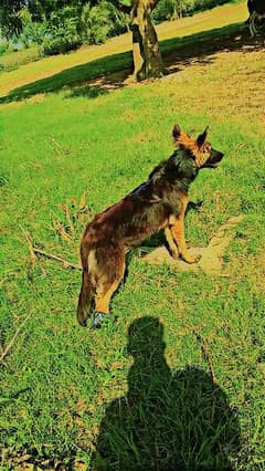 German Shepherd  MALE 6 months old for sale in BWP