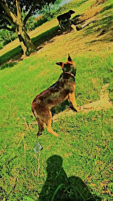 German Shepherd  MALE 6 months old for sale in BWP 5