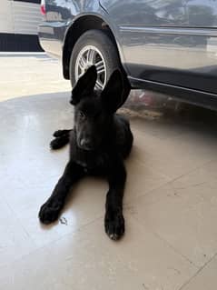 Black German Shepherd Puppy