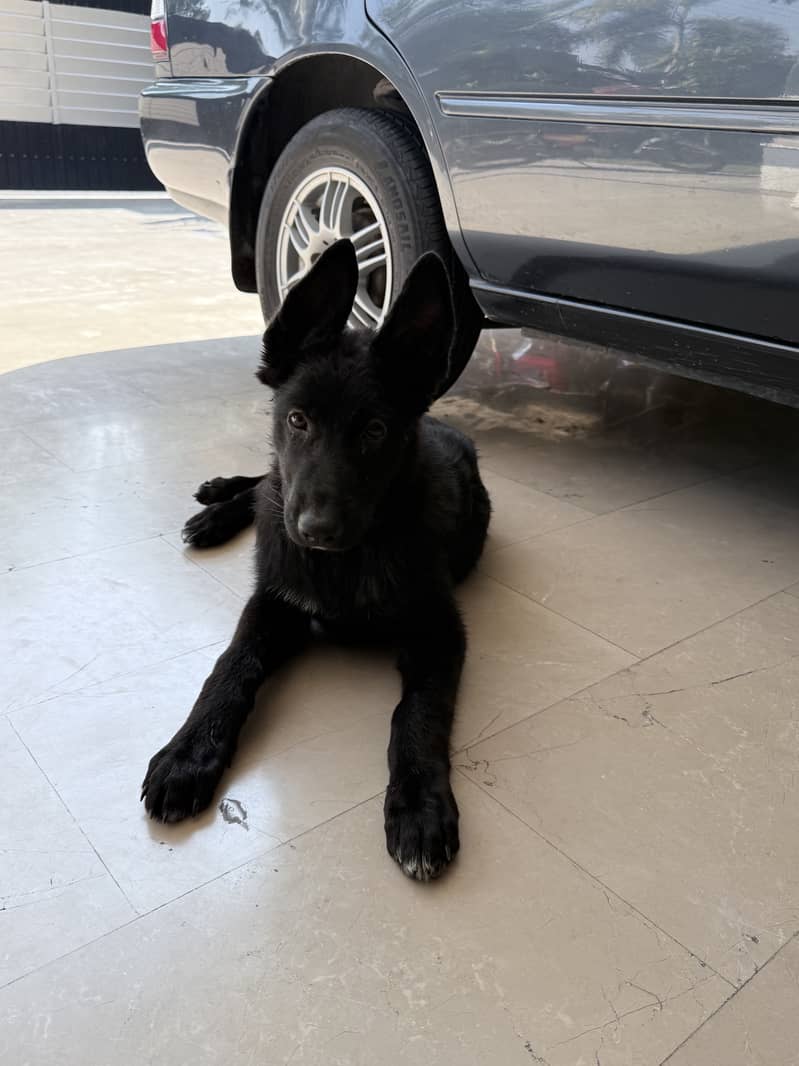 Black German Shepherd Puppy 0