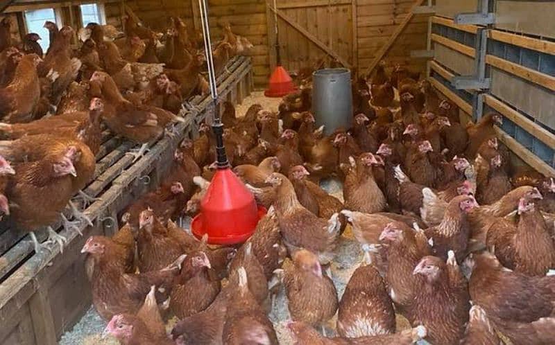 lohmann Brown Fresh eggs laying hens available _320 eggs per year 1