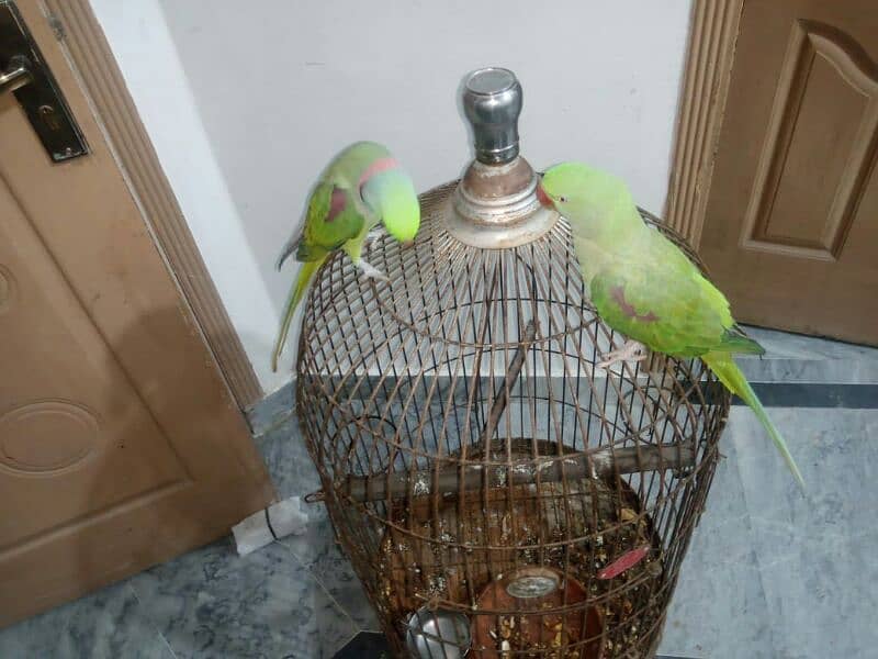 Talking Hand Tame Raw parrot pair 0