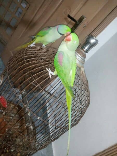 Talking Hand Tame Raw parrot pair 5