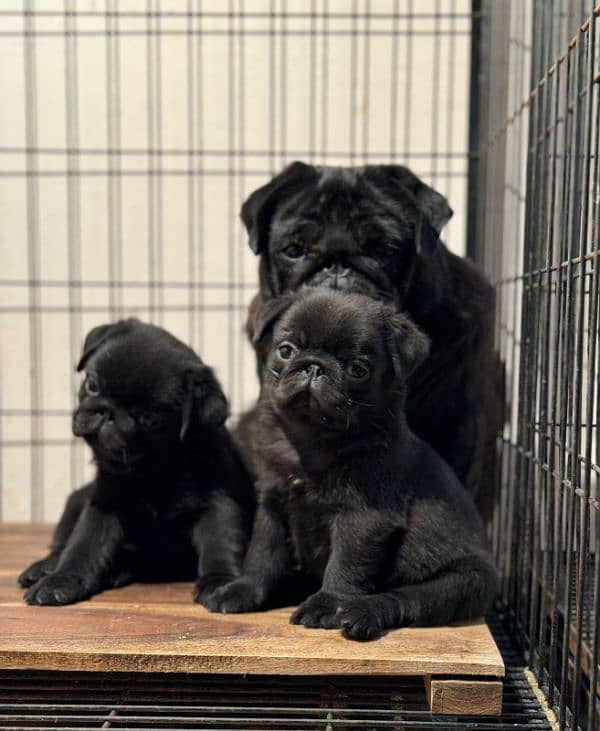 pug female available kcp pedigree 1