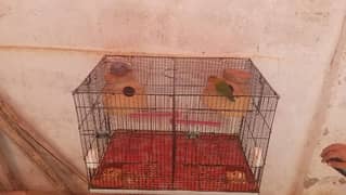 cage for sell  Jis bhai ko lyna hy