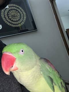 Raw parrot