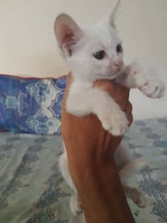 2 months old  kitten American short hair for sale