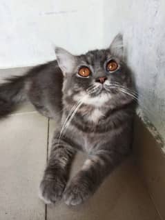 Persian cat grey color 17 months old