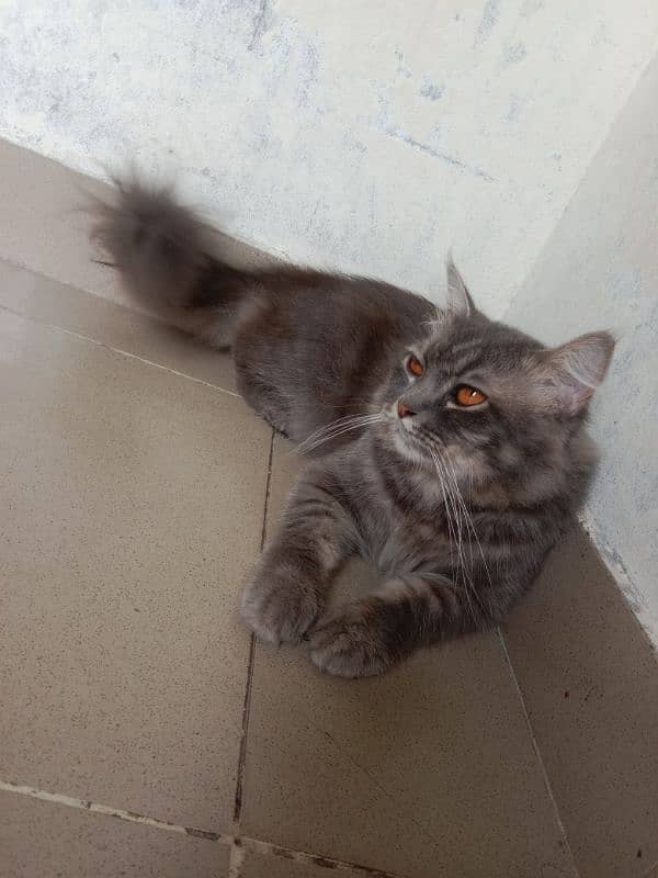 Persian cat grey color 17 months old 1