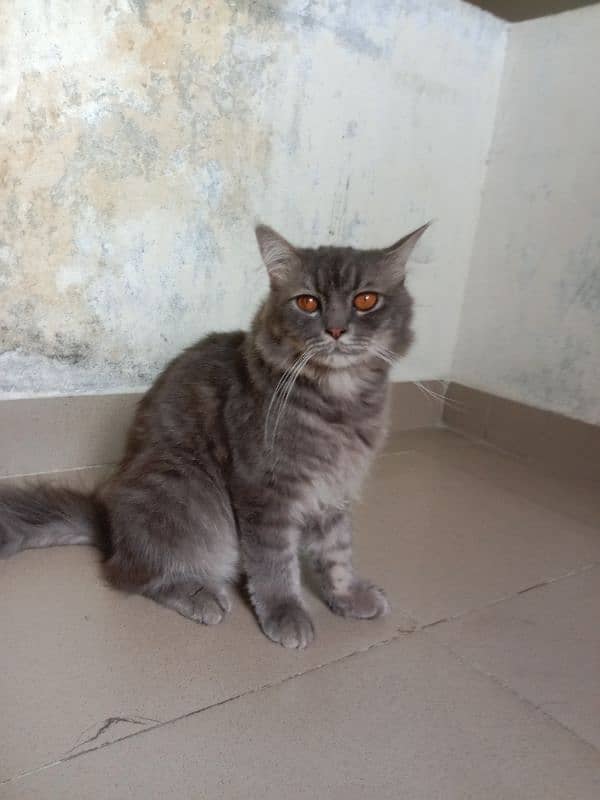 Persian cat grey color 17 months old 2