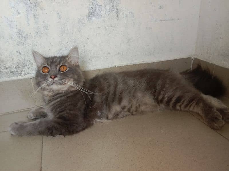 Persian cat grey color 17 months old 3