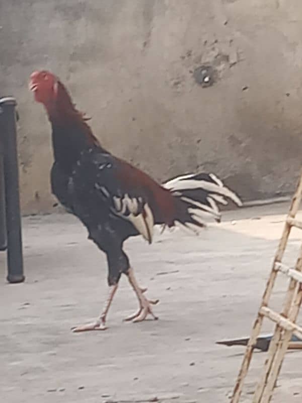 high quality full active and full healthy it's a red colored cock 10