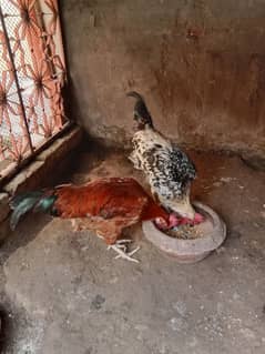 2 cocks golden misri for sale