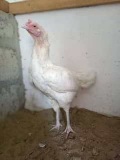 Top Quality  paper white Heera female