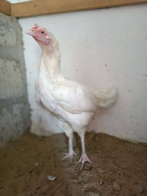 Top Quality  paper white Heera female 0