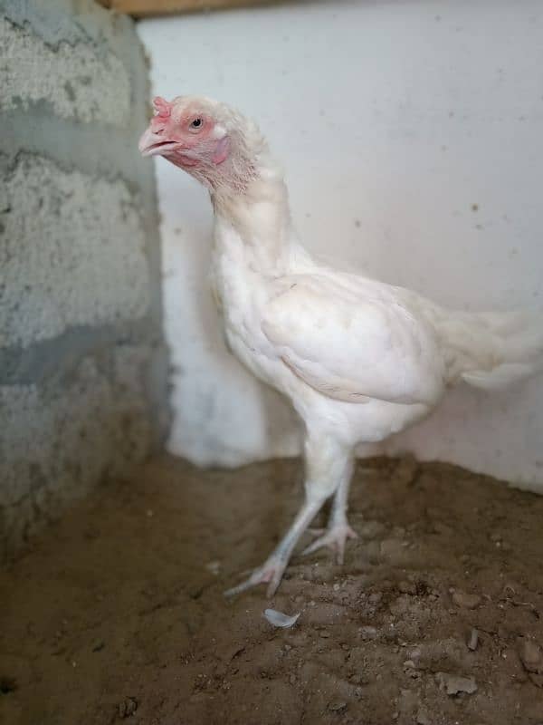 Top Quality  paper white Heera female 1