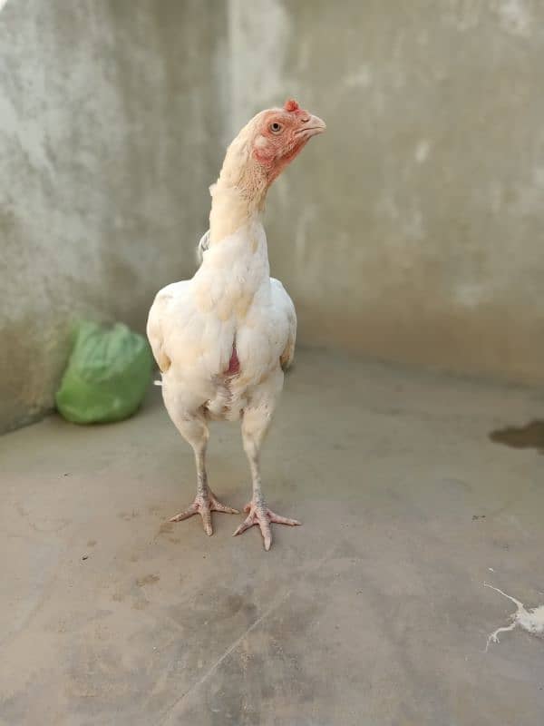 Top Quality  paper white Heera female 2