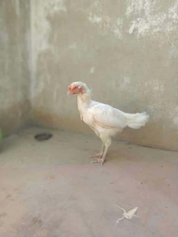 Top Quality  paper white Heera female 4