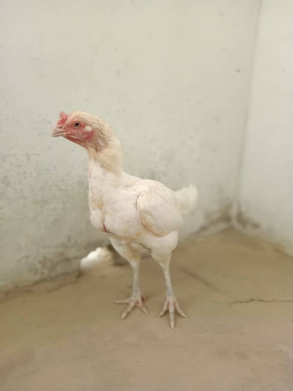 Top Quality  paper white Heera female 5